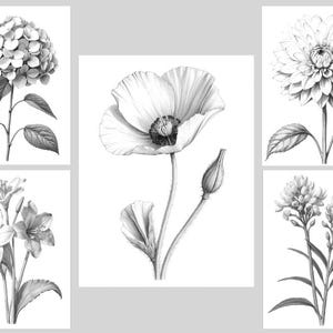 May include: A set of five black and white illustrations of different flowers. The flowers include a hydrangea, a poppy, a dahlia, and two types of lilies.