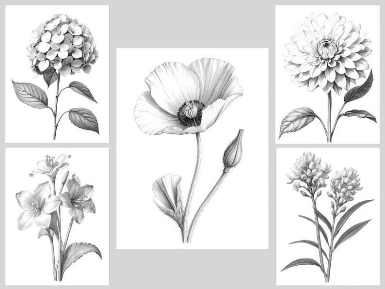 May include: A set of five black and white illustrations of different flowers. The flowers include a hydrangea, a poppy, a dahlia, and two types of lilies.