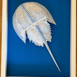 May include: A white horseshoe crab shell with blue dotted patterns displayed inside a white rectangular frame against a solid blue background. The shell features a large rounded carapace, a smaller abdominal section, and a long pointed tail.
