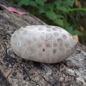 Petoskey Stone Specimen