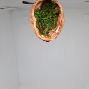 Puede incluir: Un terrario colgante hecho a mano con una cáscara de nuez, lleno de musgo verde vibrante. La cáscara está suspendida de un accesorio de color plateado, creando una pieza decorativa única y natural.
