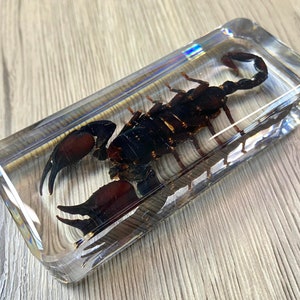 May include: A black scorpion preserved in a clear rectangular block of resin. The scorpion is positioned with its tail curled up and its claws extended.