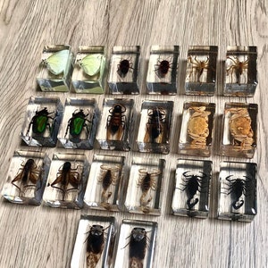 Small Real Bugs / Insects in Clear Acrylic Block Resin Paperweight ...