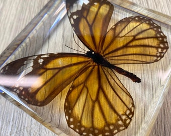 Monarch Butterfly Insect Taxidermy / Insects In Clear Acrylic Block Resin Paperweight Taxidermy Insect Entomology Bugs