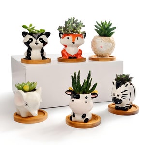 May include: Six ceramic succulent planters featuring animal designs. The planters are white with black and white animal faces. The animals include a raccoon, fox, sheep, cow, zebra, and elephant. Each planter has a small succulent plant growing in it.