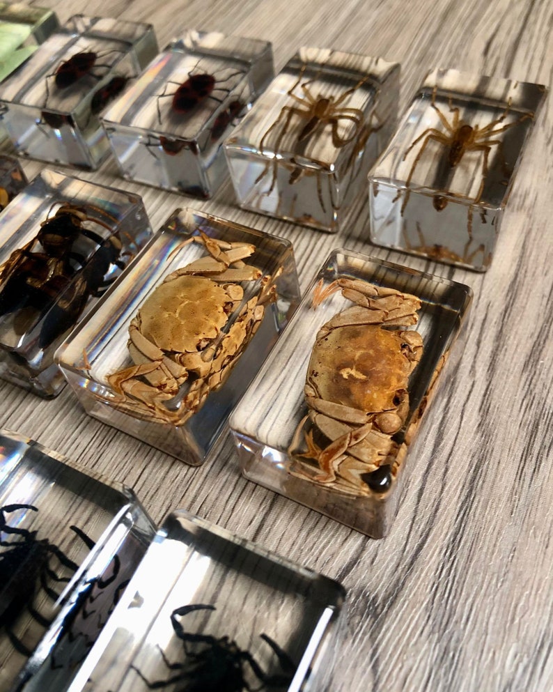 Small Real Bugs / Insects in Clear Acrylic Block Resin Paperweight