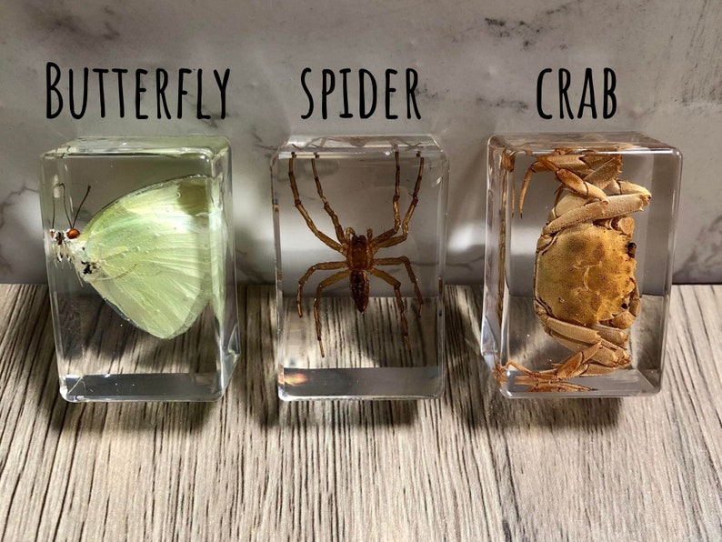 Small Real Bugs / Insects in Clear Acrylic Block Resin Paperweight ...