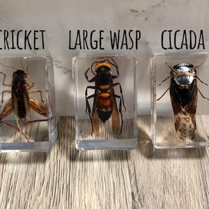 Small Real Bugs / Insects in Clear Acrylic Block Resin Paperweight ...