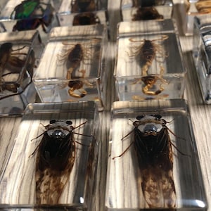 Small Real Bugs / Insects in Clear Acrylic Block Resin Paperweight ...
