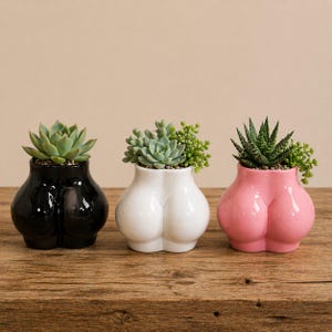 May include: Three ceramic succulent planters shaped like a bottom. The planters are black, white, and pink, each holding a different succulent plant. They are displayed on a wooden surface.