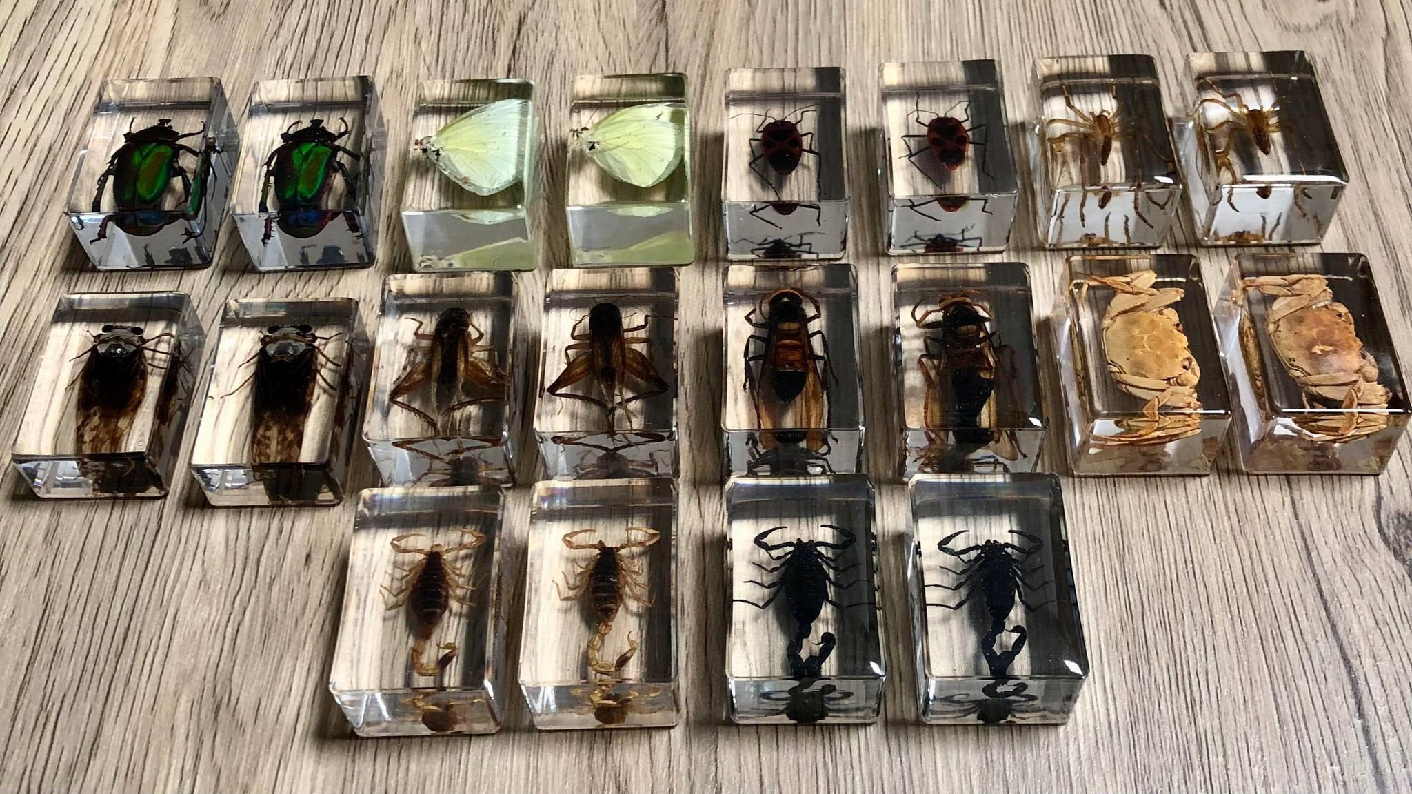 Small Real Bugs / Insects in Clear Acrylic Block Resin Paperweight ...