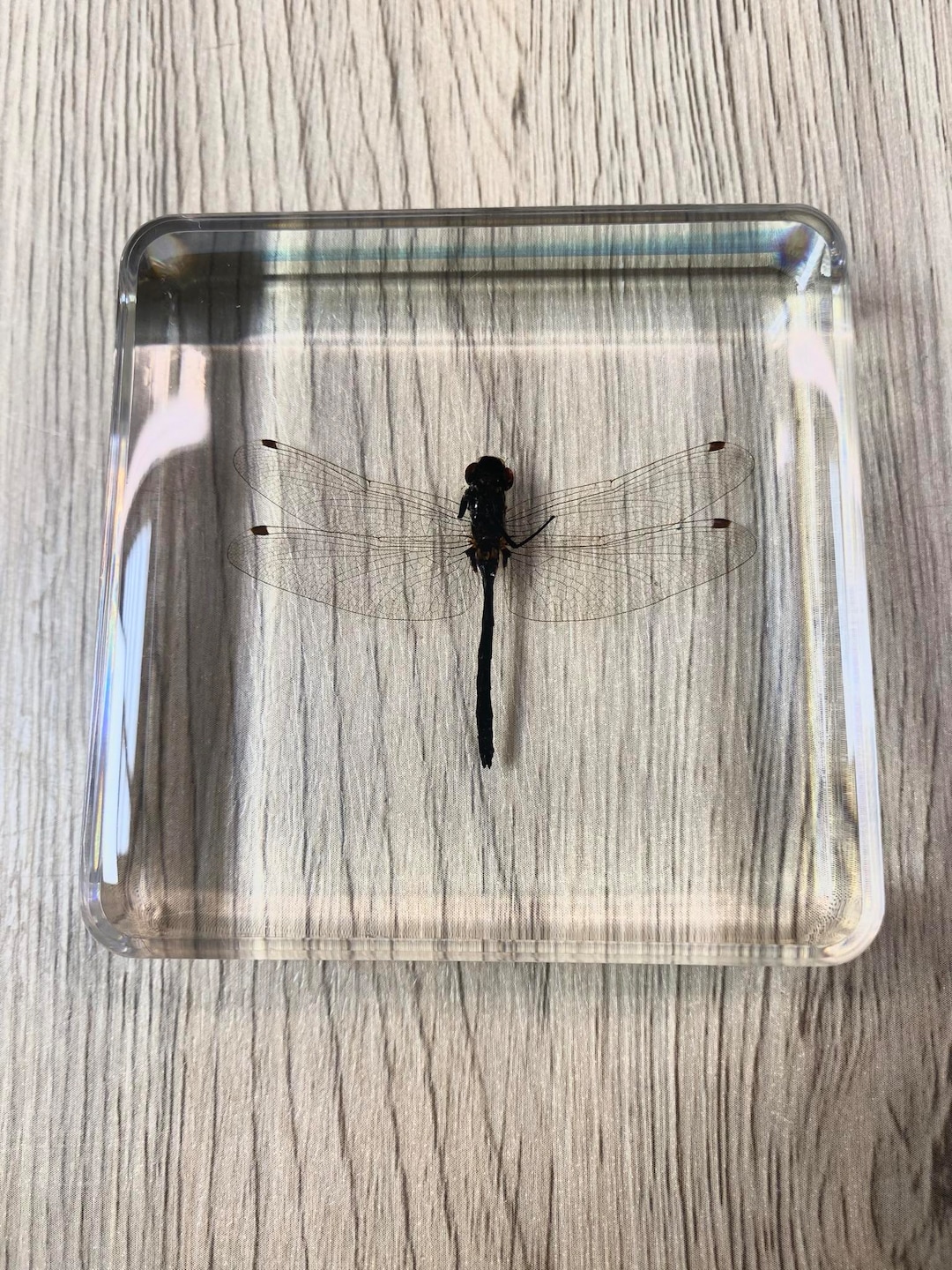 Dragonfly Insect Taxidermy / Insects in Clear Acrylic Block Resin ...