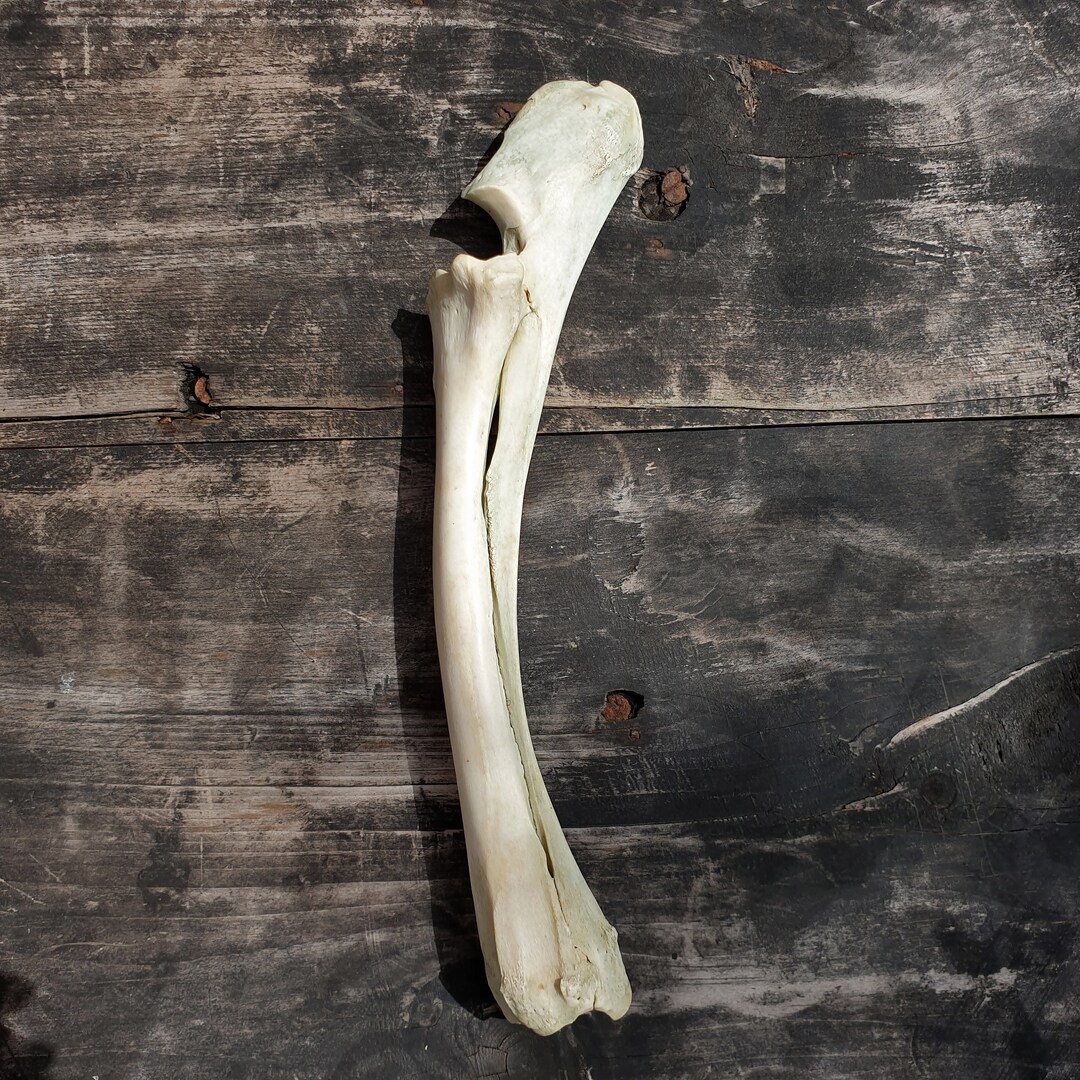 Genuine Real Deer Sheep Radiusulna Leg Bone Taxidermy Oddity Etsy UK