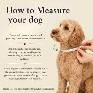 May include: An instructional graphic titled How to Measure your dog featuring a light brown curly-haired dog. The text provides steps for using a soft measuring tape around the neck, including advice on spacing and contacting for custom sizing adjustments.