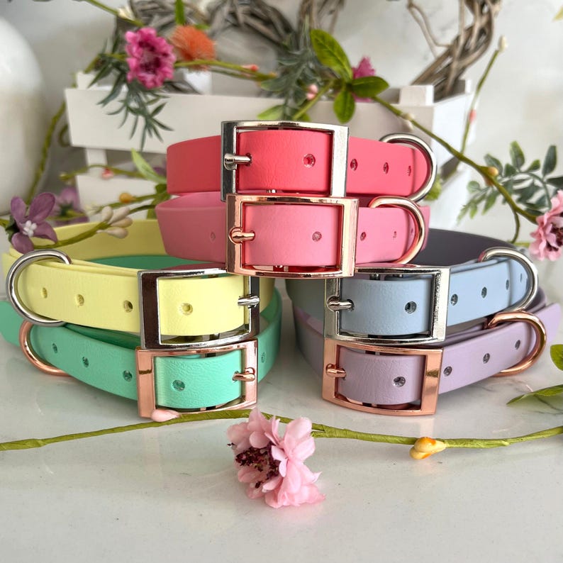 May include: A collection of five smooth, solid-colored collars in shades of coral, pink, yellow, mint green, and light blue. Each collar features a metal buckle and a D-ring, with some hardware in silver and others in a rose gold finish.