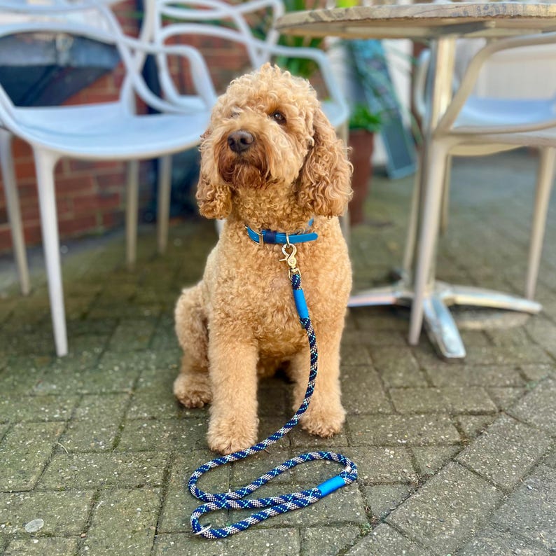 May include: A golden-colored curly-haired dog wearing a bright blue leather collar with gold-toned hardware. Attached to the collar is a blue and white braided rope leash featuring a blue leather handle and gold-toned metal clasp hardware.
