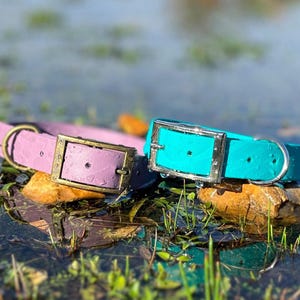May include: Two pet collars, one in light purple and one in bright turquoise, each featuring a textured surface, a rectangular metal buckle, and a D-ring. The collars are positioned side by side, displaying a smooth finish with visible water droplets.