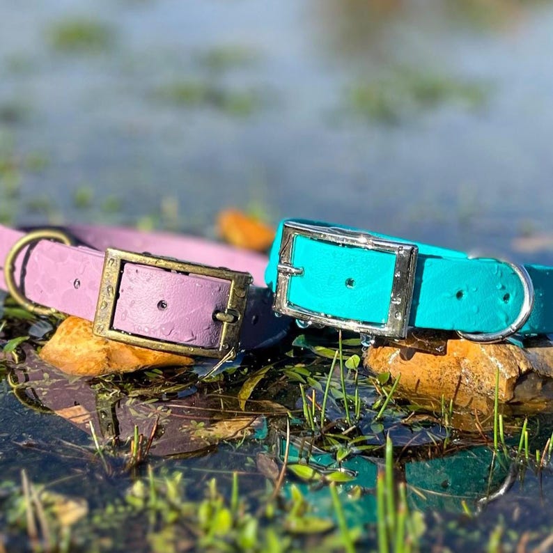 Two collars sitting on stones in shallow water