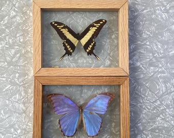 Pair Displayed Glass Frame Shadowbox Morpho And King Swallowtail Butterflies