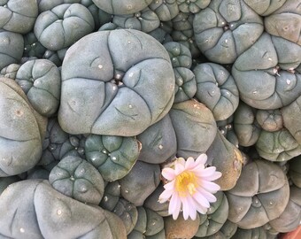 Texas Blue Clumping William's Button Cactus Absolutely SPINELESS - Small White&Pink Flower - RARE