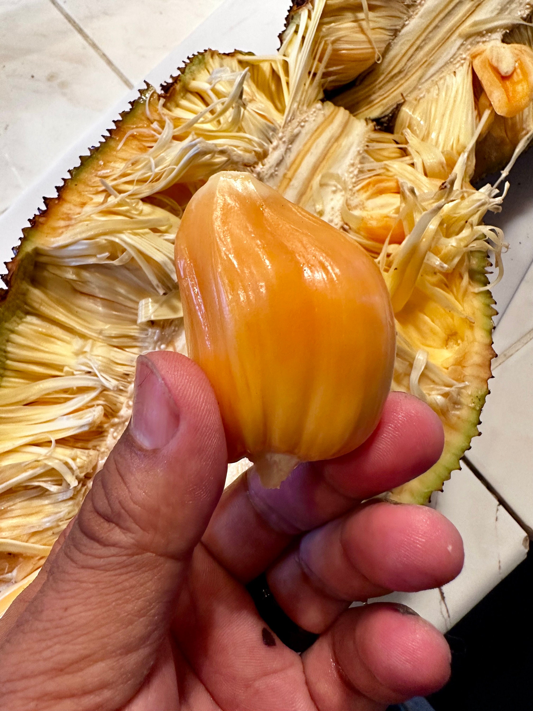 Borneo Red Jackfruit Seeds (Qty x5), Exotic Fruit Tree