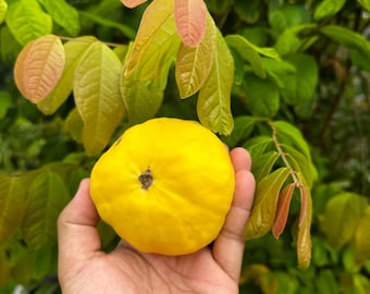 Könnte beinhalten: Eine leuchtend gelbe Frucht mit leicht runzeliger Oberfläche, die in einer Hand vor einem Hintergrund aus grünen Blättern gehalten wird.