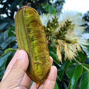 Inga Vera Ice Cream Bean Seeds (qty x10)