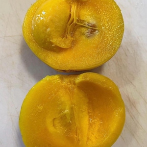 K&ouml;nnte beinhalten: Zwei H&auml;lften einer leuchtend gelben Frucht, m&ouml;glicherweise einer Mispel, aufgeschnitten, um das innere Fruchtfleisch und einen Samen freizulegen. Die Frucht hat eine glatte, leicht strukturierte Au&szlig;enseite und ein lebendiges, saftiges Inneres.