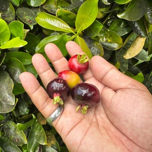 Eugenia Brasiliensis LARGE fruited, Grumichama Seeds (qty x5) // eugenia, cherry, Suriname cherry, South America, fruit tree, exotic fruit