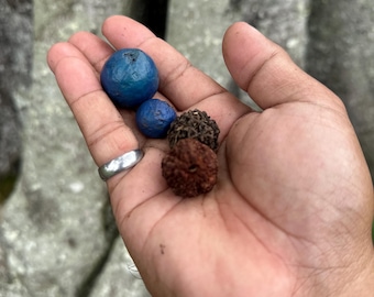 Könnte beinhalten: Zwei glatte, runde, leuchtend blaue Beeren und zwei strukturierte, dunkelbraune, kugelförmige Samen mit rauer Oberfläche. Die kleinen Objekte liegen zusammen und zeigen einen Kontrast zwischen den glänzenden blauen Früchten und den trockenen, holzigen Samen.