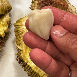Marang Terap (Artocarpus Odoratissimus) Seeds (qty x5) / jackfruit, breadfruit, rare exotic fruit, tropical, forest