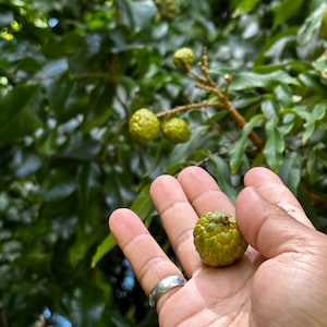 Dimocarpus Didyma, Alupag Seeds (qty x3) // Green Lychee, Longan, pulasan, Litchi, exotic fruit, rare fruit