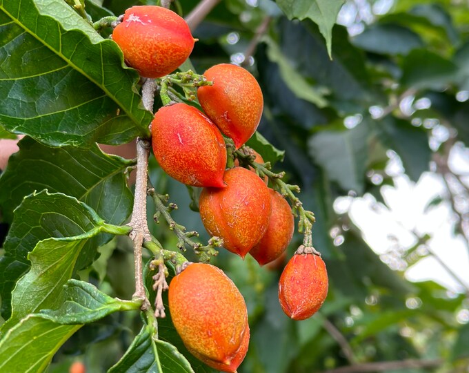 Peanut Butter Fruit / Bunchosia Argentea Seeds qty X5 // Fruit Tree