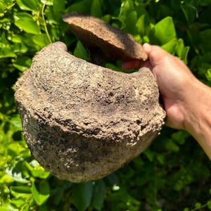 May include: A rough, textured, brown, organic-shaped object, possibly a natural stone or pottery piece, is held against a backdrop of green foliage. The object has a distinct, irregular form, with a lighter-colored, detached piece.