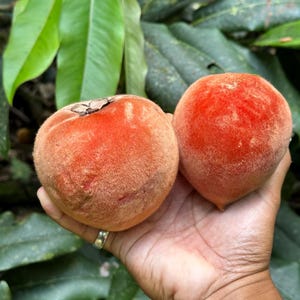 Velvet Apple Seeds: Exotic Tropical Fruit Tree (Diospyros Discolor) - 2 Seeds