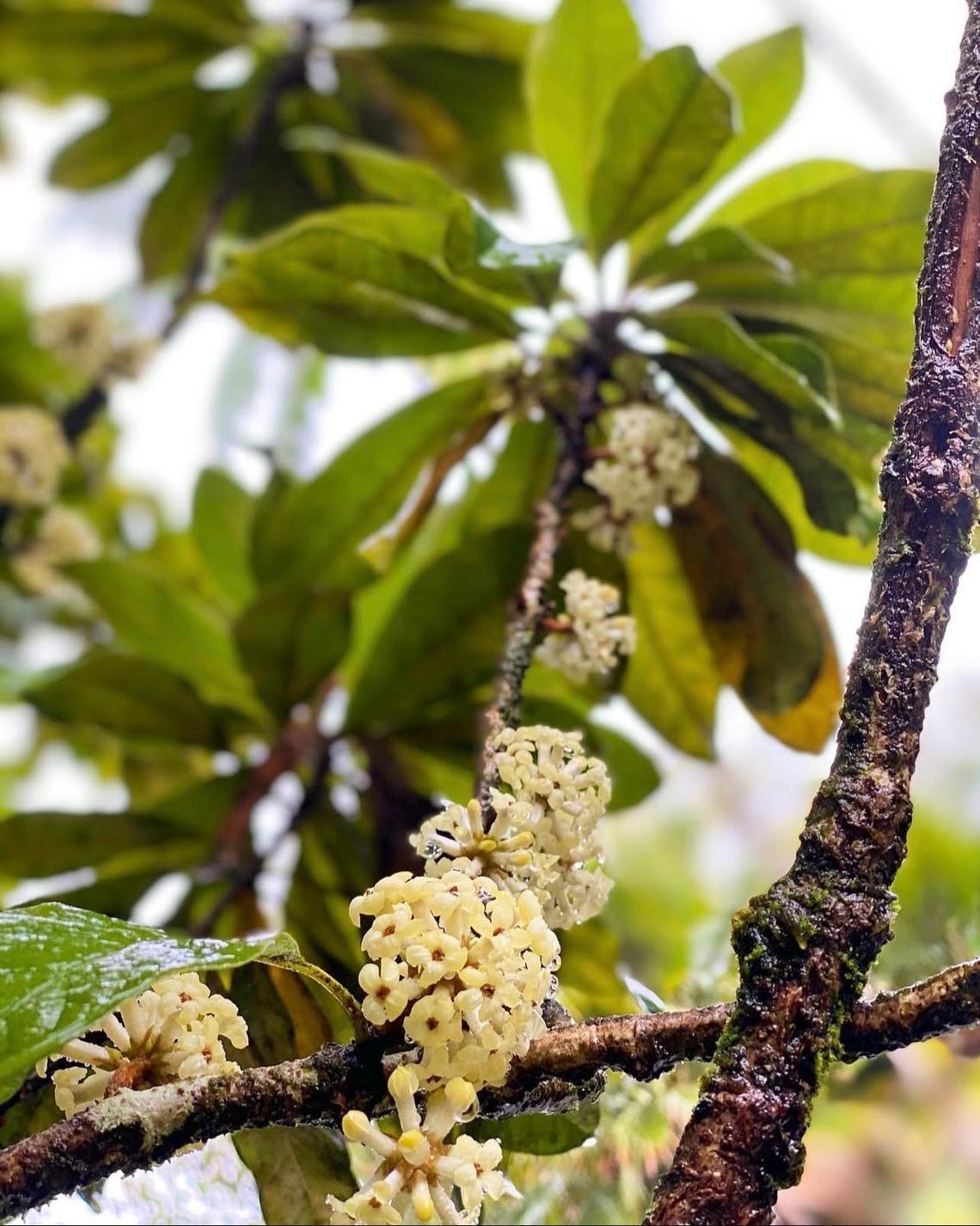 Ho’awa – Pittosporum Hosmeri Hawaiian Rare Exotic Endemic Plant Tree ...