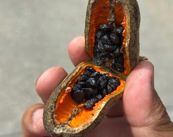 Könnte beinhalten: Nahaufnahme einer geöffneten Samenkapsel, die schwarze Samen im Inneren zeigt. Die Kapsel hat eine braune, strukturierte Außenseite und eine leuchtend orangefarbene Innenseite. Die Kapsel wird in einer Hand vor einem verschwommenen Hintergrund gehalten.