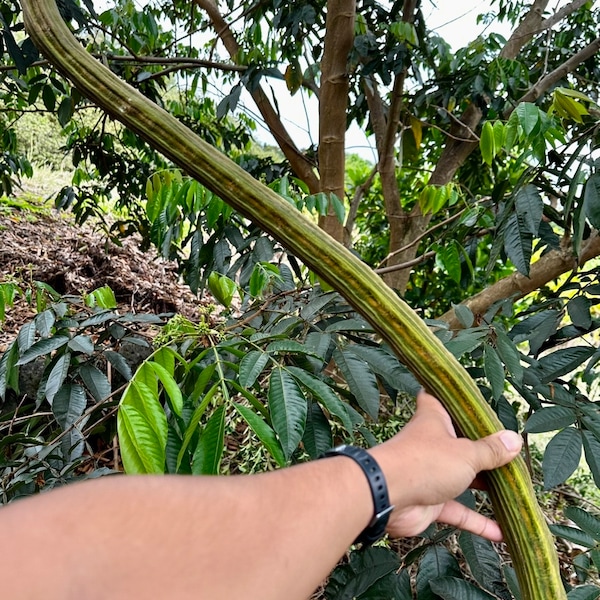 Ice Cream Bean Seed Etsy