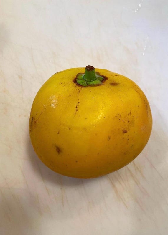 Mundu Mangosteen, Garcinia Dulcis  Seeds (qty x3) // mundu, mapuut , yellow, gourka,  fruit tree, exotic fruit, rare fruit