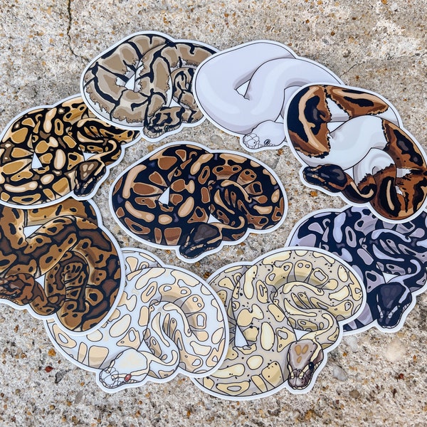 MULTIPLE MORPHS Ball Python Sticker | Normal | Piebald | Banana | Albino | Clown | Pastel | Axanthic | Blue Eyed Lucy | Spider