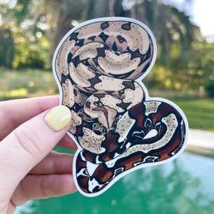 Boa Sticker | BCC Boa Sticker | Suriname Boa | Red Tail Boa