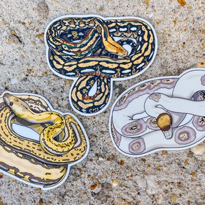 Reticulated Python Sticker | Tiger Retic | Lavender Retic | Pied Retic