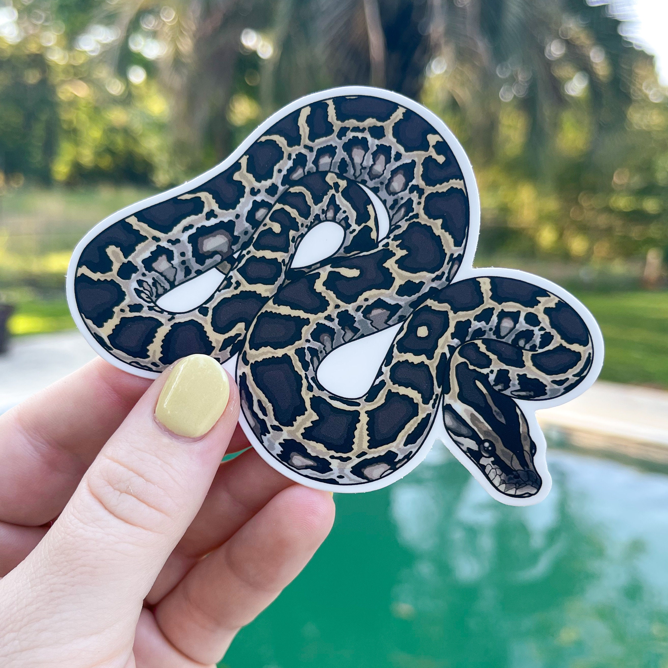 Burmese Python Sticker Albino Burmese Python - Etsy