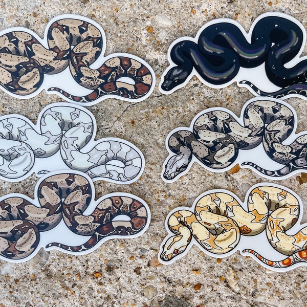 MULTIPLE MORPHS Boa Sticker | Bci Boa Sticker | Normal Boa | Albino Boa | Snow | Angry | Hypo | IMG