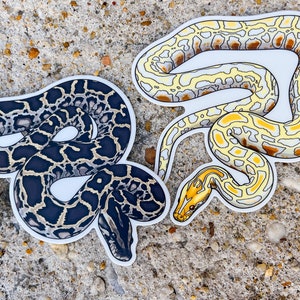 Burmese Python Sticker | Albino Burmese Python