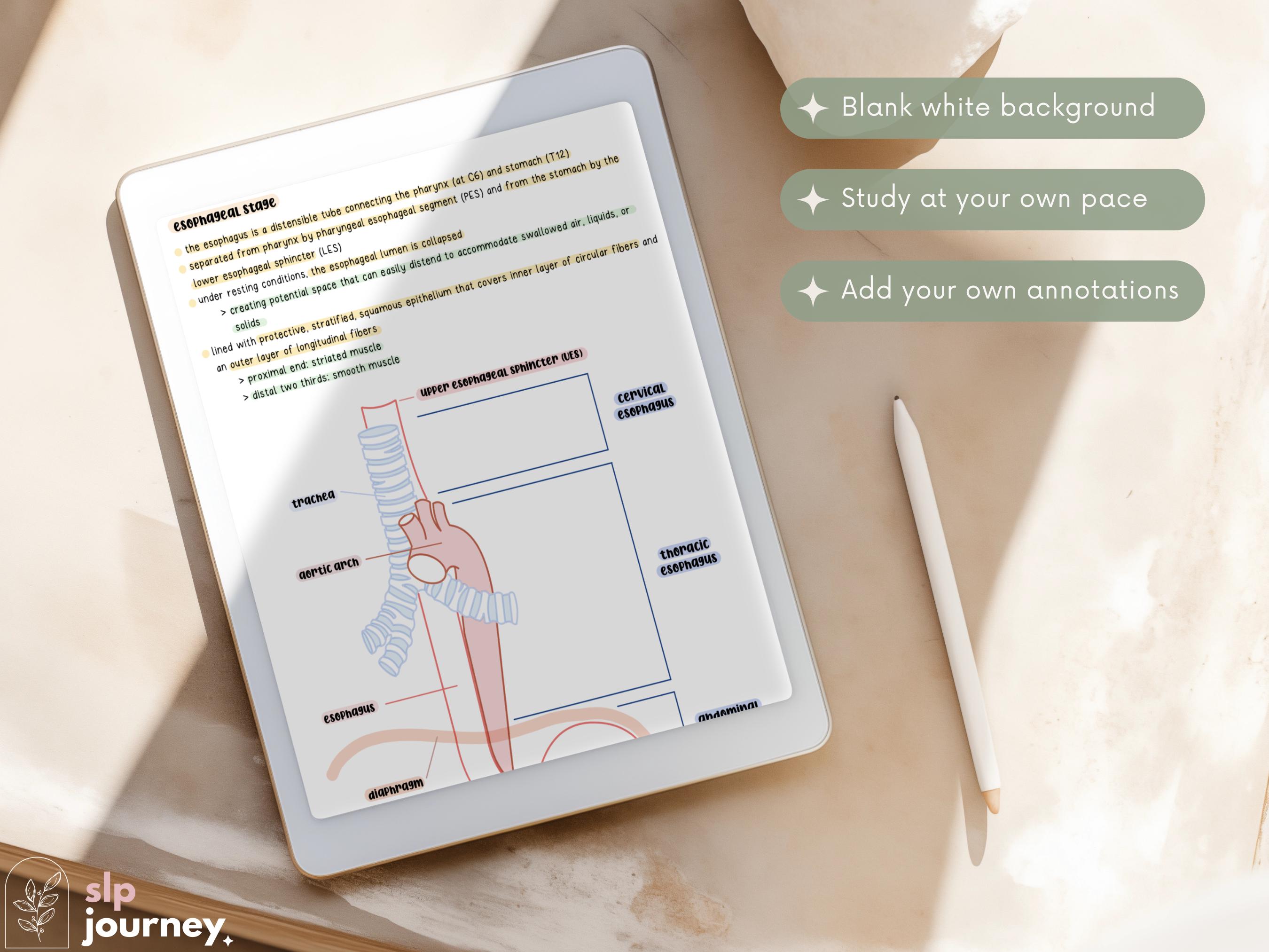 Speech Language Pathology Notes: Adult Dysphagia (digital Download) - Etsy