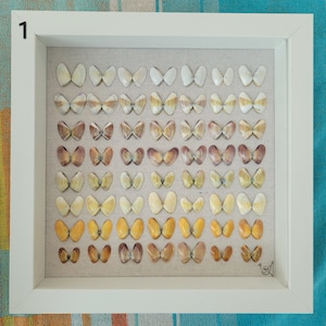 May include: A framed display of 42 seashells arranged in a gradient pattern, resembling butterflies. The shells are a variety of shades of white, beige, and brown. The frame is white with a light brown mat.