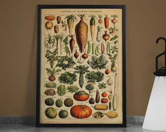 Vintage Vegetable Print 1909 - Adolphe Millot Poster Home Decor Botanical Canvas Vegetable Poster Garden Gift Housewarming