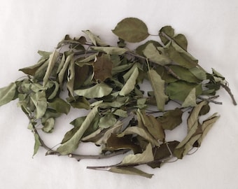 Organic dried apple branches with leaves