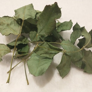 May include: A collection of dried rose leaves, displaying hues of green and brown, set against a white backdrop. The leaves exhibit natural textures and veins, suggesting an organic origin. Suitable for crafts or decorative use.